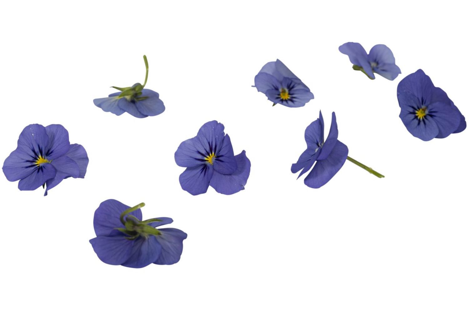 Eetbare bloem viooltjes blauw 22st stuk 1